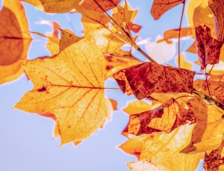 5 choses à faire pour votre jardin à l’automne